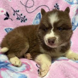 AKC Brazil - Red and white female Siberian Husky puppy in Centreville, Maryland from Huskies By the Bay