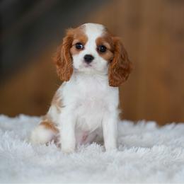 Jasmine - Blenheim female Cavalier King Charles Spaniel puppy in Sugarcreek, Ohio from Chocolate Cavalier