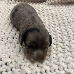 Bella - female Cockapoo puppy in Wellington, Kansas from Brian’s Puppies