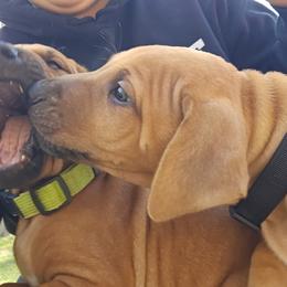 Boy 1 - Rd whtn blk nose male Rhodesian Ridgeback puppy in Fort Leonard Wood, Missouri from Sans Peur Ridgebacks