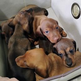 Dachshund puppies from Wyrmhund Dachshunds