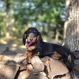 AKC Meet Siceel :) - Black and tan female Dachshund puppy in Centerville, Iowa from Barnyard Dachshunds, Dals & Doodles