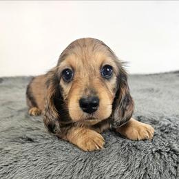 Red dapple female - Dapple female Dachshund puppy in Belle Rive, Illinois from Akin's Miniature Dachshunds, LLC
