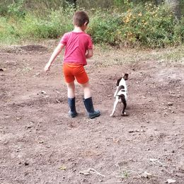 German Shorthaired Pointer Puppies from Bird Dog Ranch