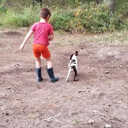 German Shorthaired Pointer Puppies from Bird Dog Ranch