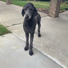 Rose - Goldendoodle