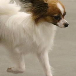 Papillons from Kipling Papillons