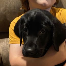 Purple Collar - Black Labrador Retriever puppy in Beulaville, North Carolina from H & S Retrievers