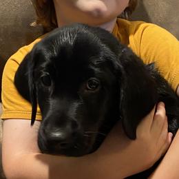 Purple Collar - Black Labrador Retriever puppy in Beulaville, North Carolina from H & S Retrievers