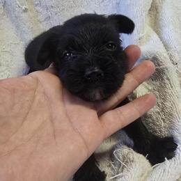 Black Girl 2 Juno - Black female Miniature Schnauzer puppy in Spring Hill, Florida from Suncoast Miniature Schnauzers