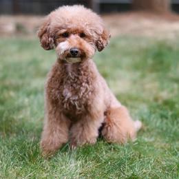 Guava - Poodle