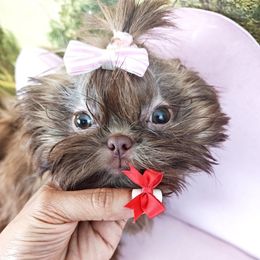 Girl 1 - Chocolate female Shih Tzu puppy in Ocala, Florida from Forbes Shih Tzu