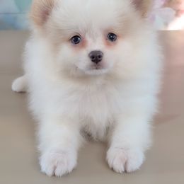 Lucky - Cream parti male Pomeranian puppy in Fultonville, New York from Sandy Aussies & Pomeranians