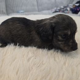 Boy 2 - Cream male Dachshund puppy in Price, Utah from Stone Kennels