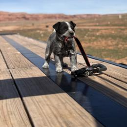 Australian Cattle Dog Puppies from West Valley Heelers