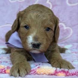 Felicity - purple collar - Red  female Goldendoodle puppy in Yuciapa, California from AlltheDoodlez_
