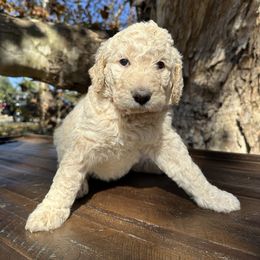 LANAI - Cream female Goldendoodle puppy in Fruitland Park, Florida from Mount Doodles