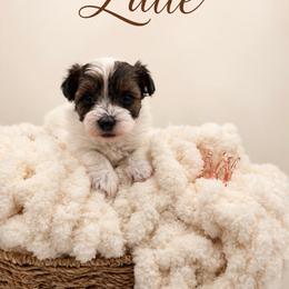 Latte - Black & tan tri-color female Morkie puppy in Dallas, Texas from Copper Crown Canines