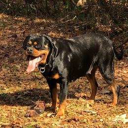Rottweiler Puppies from Bronx Von Bridges Rottweilers