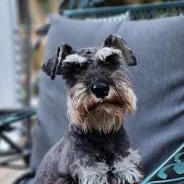 Julia - Miniature Schnauzer