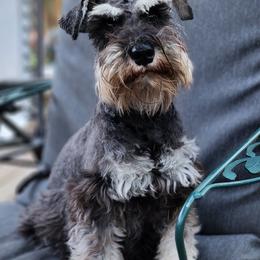 Julia - Miniature Schnauzer