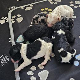 Goldendoodle, Poodle, and Schnoodle Puppies from Gaga's Doodles
