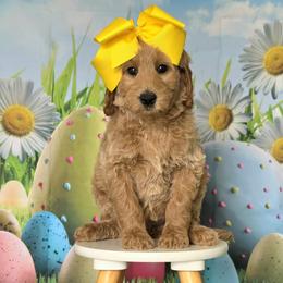 Wimberly's Yellow Girl - Apricot female Goldendoodle puppy in Kountze, Texas from Texas Doodles LLC