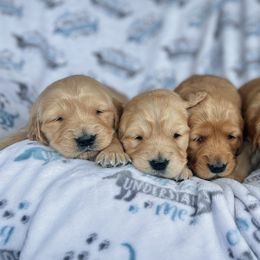 Dachshund and Golden Retriever Puppies from Wyo Dachshunds & Goldens