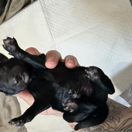 Uno - Black male Xoloitzcuintli puppy in Manitowoc, Wisconsin from Wonderland Kennel