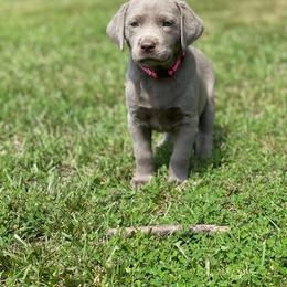 Dilute Retriever Puppies from Virdin’s Silver Labs