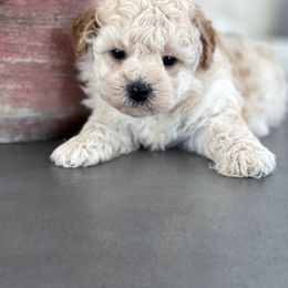 Maltipoo, Shichon, and Shihpoo Puppies from Timbercreek Puppies