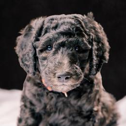 Poodle Puppies from Fluffy Poodles