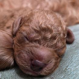 Boy 2 - Red male Cavapoo puppy in Knoxville, Tennessee from Shannan's Cavapoos