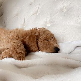 Labradoodle Puppies from Ruby Doo’s Doodles