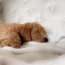Labradoodle Puppies from Ruby Doo’s Doodles