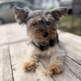 Tank - Yorkshire Terrier