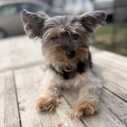 Tank - Yorkshire Terrier