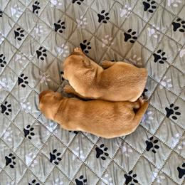 Sweet boy 2 - Yellow male Labrador Retriever puppy in Ranchita, California from Pacific Crest Labradors