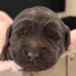 Hope - Chocolate female Labrador Retriever puppy in Camden, Indiana from Camden's Caring Canines