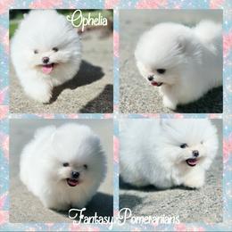 Ophelia - White female Pomeranian puppy in Anna, Texas from Fantasy Pomeranians & Fantasy Aussies