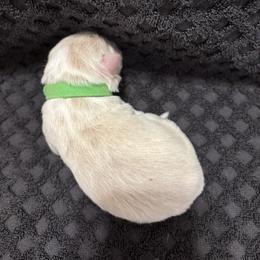 Green Collar - Gold male Border Collie puppy in Gadsden, Alabama from Collie Wood Hills