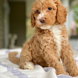Goldendoodle Puppies from Glittering Grace Goldendoodles