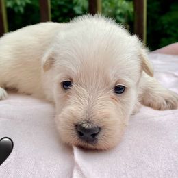 Wheaten Girl 3 (Black Collar) - Wheaten female Scottish Terrier puppy in Jefferson, North Carolina from McGuire’s High Country Terriers