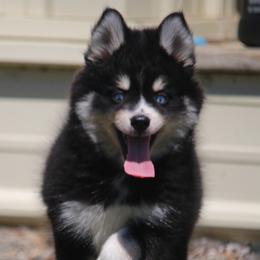 Reign - Black female Pomsky puppy in Junction City, Ohio from JC Pups