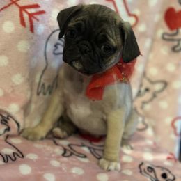 Pug Puppies from Berg Family
