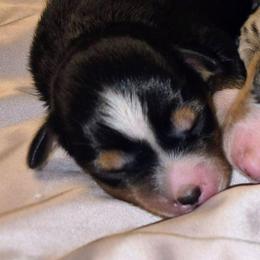 Sia - Black tri female Toy Australian Shepherd puppy in Fresno, California from Alpine Tails