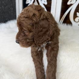 Goldendoodle and Poodle Puppies from Northern Heart Standards