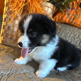 Pecan (Rhee) - Black and tan female Pembroke Welsh Corgi puppy in Lima, New York from Hickory Springs Corgis