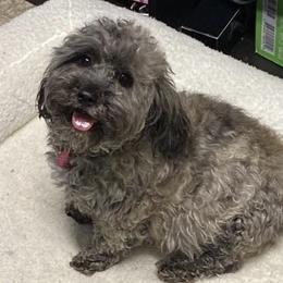 Sugar - Maltipoo