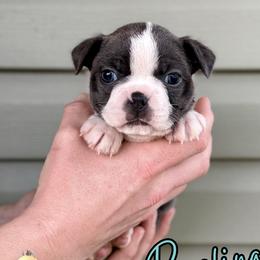 Rosalina - Blue female Boston Terrier puppy in West Jefferson, Ohio from Kline Kennels